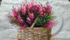 P_20190128_170446_vHDR_On.thumb.jpg.3eab43ac5adcebd1e066ff7a51c8edb6.jpg