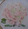 Peonies13.thumb.JPG.9e1e69d38f4e5aaa665056cbb70abf10.JPG