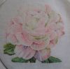 Peonies14.thumb.JPG.c8d9d938224c073b9a89716d33601fd0.JPG