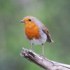 european-robin-5.thumb.jpg.f5c6266cc470529c036c4cf217591acd.jpg