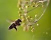 honey-bee-approaching-fennel-2.thumb.jpg.378fbd5274d48aa3d2f46d1b471d80a0.jpg