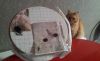 20190212_093445.thumb.jpg.19f6da2fe61b183fb0f81d4809137126.jpg