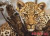 Luca-S G525, Leopard