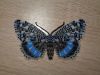 Butterfly10-4.thumb.JPG.1e6bdb45e21f1a24a9bb6ca98841af60.JPG