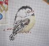 Chickadee2.thumb.JPG.9696eb25eaecb41266ed6080f41792c9.JPG