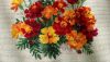 DSC_0881.thumb.JPG.cf4e9a4c95070c1e3da07c8ab878dd90.JPG
