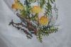 DSC_2590.thumb.JPG.8ea5bc16558357d0a9f82b82ea298900.JPG