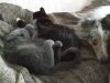 IMG-20190215-WA0002.thumb.jpg.9f908cd22b44f7b73ea1a27ef688e615.jpg