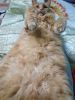 IMG-20190224-WA0000.thumb.jpg.dbbcdb5c615050eff8ab6c7fa591e802.jpg