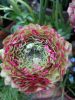 IMG-20190224-WA0011.thumb.jpg.c58c9c7fbd32ae34e0d1086a5bc26909.jpg