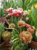 IMG-20190224-WA0012.thumb.jpg.a6d94e281083905deb6ba976080698a3.jpg