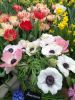 IMG-20190224-WA0014.thumb.jpg.b9a4c55cab3e1f40c5007de466461db7.jpg
