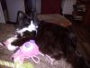 IMG_20190215_222723.thumb.jpg.67a238c135fff8a0aebadb582e400c9b.jpg