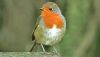 Photo_birds_Robin_1_13074912.thumb.jpg.5620e761523960931cca7044f7a90751.jpg