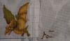 Pterodaktyl2.thumb.JPG.dcb4e640604050864c14803e41fa6797.JPG