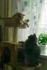 image.thumb.jpeg.8f11180d492d20b44e71a483ef2210a2.jpeg