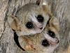 mouse-lemurr.jpg