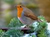 robin-1200469_960_720.thumb.jpg.83fc89bd4b43530babdaf176adcbfce8.jpg