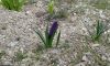 20190309_164107.thumb.jpg.07ee949ca8282081ff0f3523d674cf0d.jpg