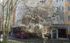 20190319_132744.thumb.jpg.4906eecf5beff1f2dda19200f2f91e2a.jpg