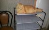 20190322_145147.thumb.jpg.5800aa2a3fe4ca20fb2a3bfdefe5b856.jpg