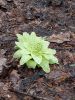 20190324_131707.thumb.jpg.dc154e00f80601515b3d62e400caa49a.jpg
