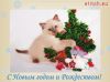Butterfly 704, Котенок