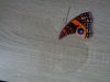 Butterfly10-1.JPG.6b4a9ac765ff14fd28a8a448cc0b8638.thumb.JPG.c349dd1bec2289638b37bd23594cecc2.JPG