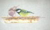 DSC08516.thumb.JPG.0a343fcee30ec0dd50216fb55fa89866.JPG