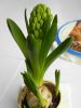 DSCN6914.thumb.JPG.66f5612352f3e1c0d202cce1519bcda5.JPG
