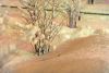 DSC_0470.thumb.JPG.b52f4df91a247963ffe865a3ed6112f1.JPG