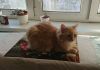 DSC_0529.thumb.JPG.01bfe7241627a80e7b2777e2a90d36f2.JPG