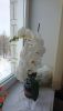 DSC_1194.thumb.JPG.331a4a2c2f9138668c415b80ad0c576b.JPG
