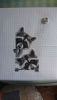 DSC_1221.thumb.JPG.d4b5a098a4dc3b045e964a9a6822039b.JPG