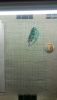 DSC_2001.thumb.JPG.af63aab0ce86cd596b456691c3fd6d91.JPG