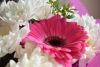 DSC_7883.thumb.JPG.139673bc3c64c296ba8b03733acd2dbe.JPG
