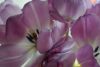 DSC_7937.thumb.JPG.c2b35db43b33c56ea0e148dcf29eb50f.JPG