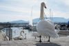 IMG-20190305-WA0039.thumb.jpg.16e92c4aa35c622bbd44c724bcf68d7e.jpg