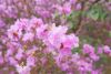 IMG-20190305-WA0085.thumb.jpg.04a2690f9689fb3dccf7be69e069c07a.jpg