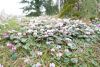 IMG-20190305-WA0094.thumb.jpg.f077a40ce5f507ac726715bc70654e6a.jpg