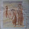 Meerkats9.thumb.JPG.f08bc3eaea98c71fc9c4be45572ed2d7.JPG