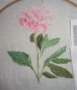 Peonies22.thumb.JPG.581ae72e62298179c38a687e2411bd86.JPG