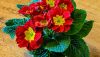 Primula_Closeup_Wood_planks_Red_Foliage_520040_2048x1152.thumb.jpg.0b80215fcc1899ab2d103d8c49acb565.jpg