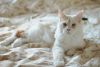 _DSC_7191.thumb.JPG.4d682512e1a8f061c28e9e3c2e077498.JPG