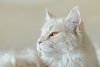_DSC_7209.thumb.JPG.b11eb51fa25f89b732057016d9704a5e.JPG