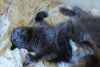 _DSC_7288.thumb.JPG.3b71e7357732f4abb7b910b50c53bbe8.JPG