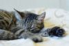 _DSC_7322.thumb.JPG.e803b2b626f86a0ebea7ab7e8eddaa00.JPG