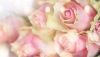 butony-valentine-s-day-roses-romantic-rozy-flowers-pink.thumb.jpg.d06869e03adcc99a32d1877264e54717.jpg