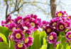 primula-posadka-i-uhod-v-otkrytom-grunte-na-urale-74.thumb.png.b81f12f599599e6e6a7af5898be09908.png