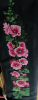1001.thumb.png.1874dc3e77c10e2bdcba12b417abfd1b.png